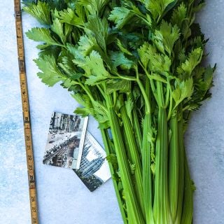 Utah Tall Celery with ruler and postcards from Utah.