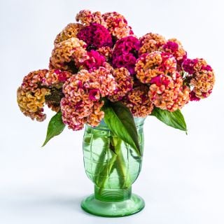 Variegated Cockscomb Celosia in a green vase on a white background.