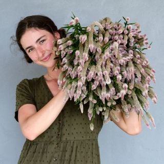 A Baker Creek employee smiles while holding a giant bouquet of Flamingo Feather Celosia.