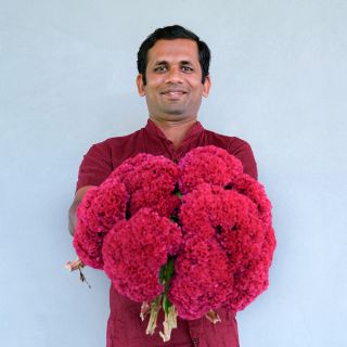 A visiting MESA Intern from Sri Lanka holds out a giant bouquet of Indiana Giant Cockscomb.