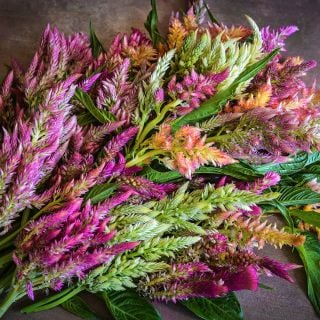 Bouquet of Rainbow Sherbet Mix Celosia on a painted background.