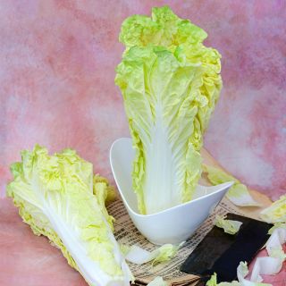 Golden Beauty Chinese Cabbage arranged on pink background with a knife.