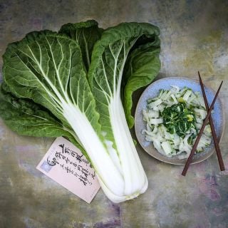 Nagasaki Late Chinese Cabbage with cooked cabbage and Japanese postcard on a painted background.