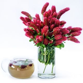 Crimson Clover blooms arranged in a clear vase and a glass teapot full of clover tea.