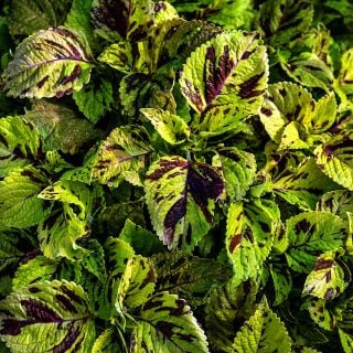 Folia Mosaic Coleus growing in the gardens at Baker Creek.