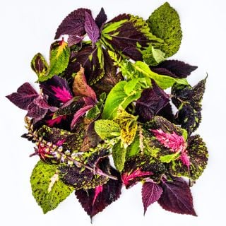 Pinto Mix Coleus leaves arranged on a white background.