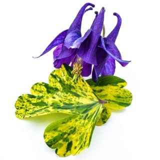 Leprechaun Gold Columbine flower with yellow and green variegated leaves.