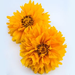 A couple of Yellow Fully Double Coreopsis flowers on a light white background.