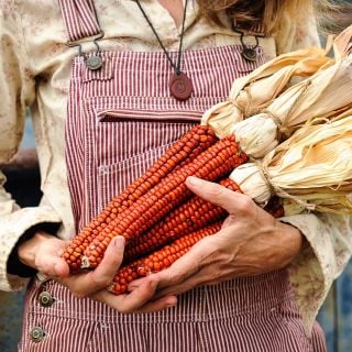 A woman in striped overalls holding an armful of Atomic Orange Corn cobs.