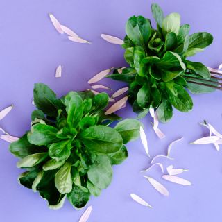 A pair of heads of Green Full Heart Corn Salad on a light purple background with flower petals.