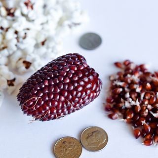 Strawberry Popcorn with kernels and popped corn as well as dimes for size reference. 