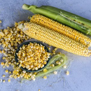 True Gold Corn with kernels and silk on blue background.