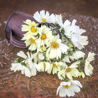 Japanese Kiiro Cosmo bouquet in a watering can on its side.