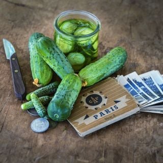 Parisian Pickling cucumber 
