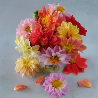 A bouquet showing the color ranges of the Unwins mix Dahlia. The colors are cream, yellow, pink, salmon and red.