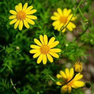 A close-up of Dahlberg Daisies growing in the gardens at Baker Creek.
