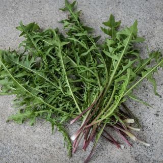 French Dandelion leaves on marbled background.