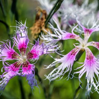 Rainbow Loveliness Dianthus growing by fence.