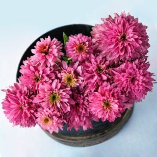 An arrangement of Paradiso Super-Duper Echinacea blooms on a light background.