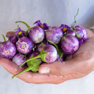 Thai Lavender Frog Egg Eggplants