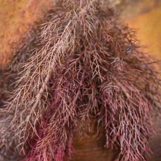 Close-up Bronze Fennel on a tan background.