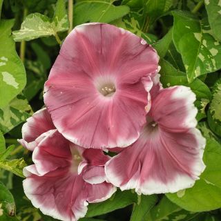 Chocolate Morning Glory growing in garden.