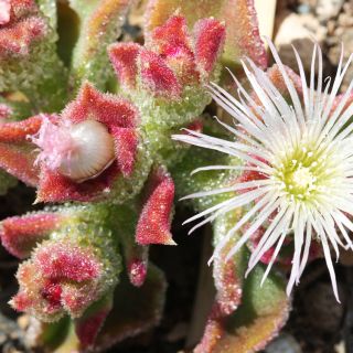 Succulent Iceplant