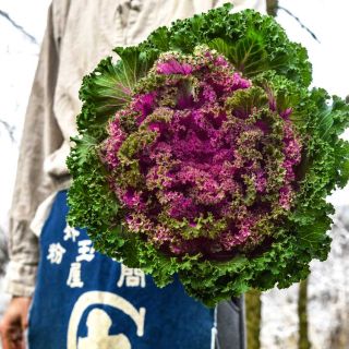 Man holding a large head of colorful Japanese Flowering Kale in the snow.