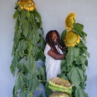 Very tall Mammoth Grey Sunflowers in front of grey wall with gardener standing next to showing height of plants.
