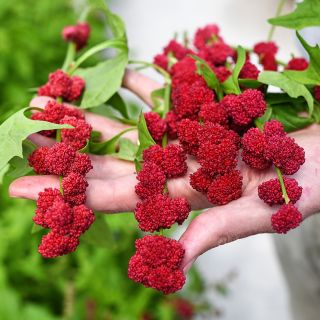 Hands holding Strawberry Spinach with bright red berries in a greenhouse at Baker Creek.