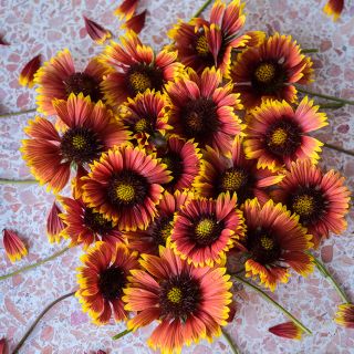 Indian Blanket Gaillardia showing off the beautiful red with yellow tipped blooms. 