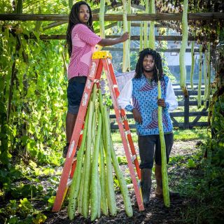 Two gardeners harvesting Cucuzzi, Serpente di Sicilia Edible Gourd with a ladder with a group of gourds almost the same high as the ladder.