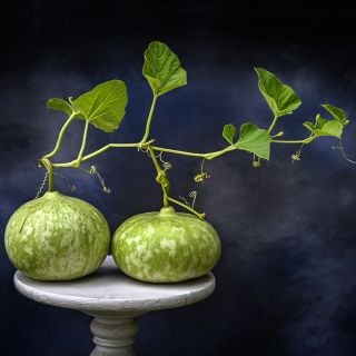 A pair of Peru Sugar Bowl Gourds still attached to the vines with foliage against a deep blue grey background.