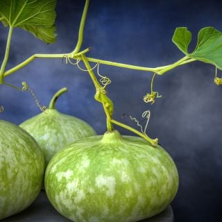 Peru Sugar Bowl Gourds with vines and foliage attached against a deep blue grey background.