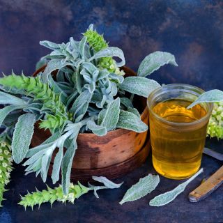 Greek Mountain Tea Mint in a wooden basket with glass of tea and pocketknife on a dark background.