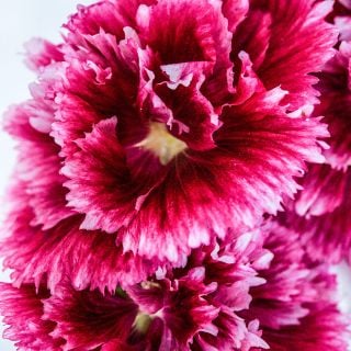 A Close-up detailed view of Fiesta Time Hollyhock flowers and detailed petals..
