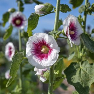 Close-up of Creme de Cassis Hollyhock blooms growing in garden.