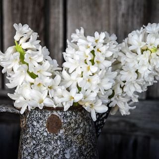A bouquet of bright white Aiolos Hyacinths in a an old rustic kettle on the front porch of the seed store.