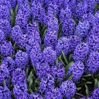 Blue Jacket Hyacinth (5 bulbs) Blue Jacket Hyacinth (5 bulbs)