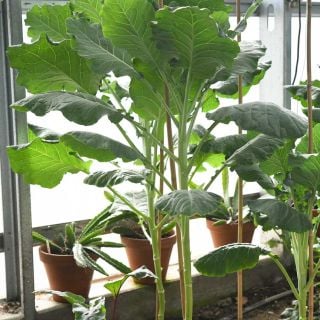 Three foot Walking Stick Kale in the green house.