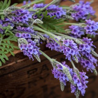 Origano Lavender stems on wooden box.