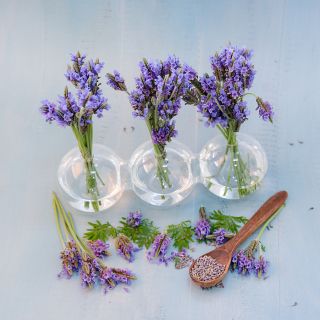 Blue Torch Lavender