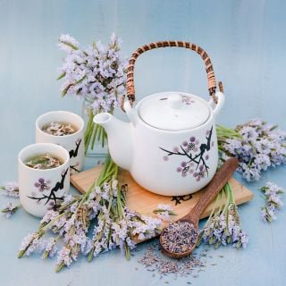 Torch Minty Ice Lavender