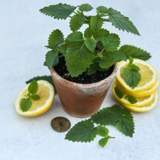 Limoncello Lemon Balm in small pot with lemon slices.