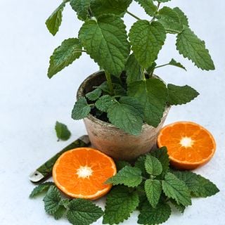Mandarina Lemon Balm in a mini vintage pot with sliced mandarin oranges.