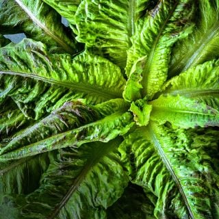 A head of Chadwick's Rodan Lettuce taken in ambient light.
