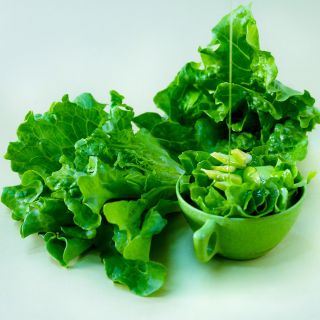 Hao Shan Lettuce in a green cup with dressing being  drizzled on it and a couple of heads of lettuce.