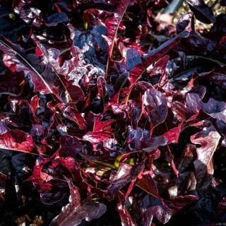 Closeup of Lunix Lettuce in the garden.