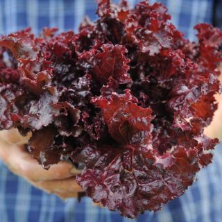Merlot Lettuce held in the hand of a gardener.