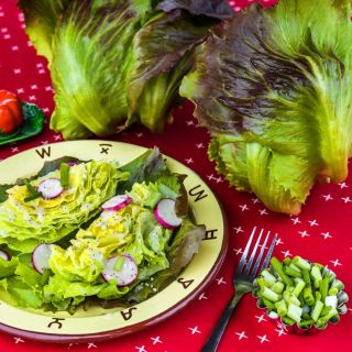 Pablo Lettuce salad on a plate with salt and pepper shakers and two full lettuce heads on a red background.